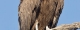 Hooded vulture.